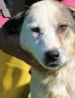 Puki - zutraulich u. aufgeweckt - Lohra