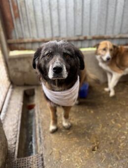 Ruhiger Knut sucht Kuschelplatz - Chemnitz
