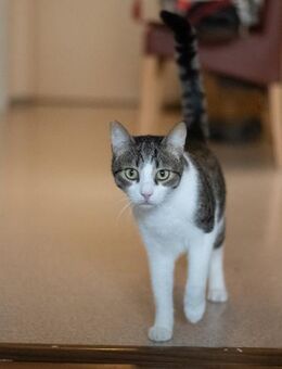 Loíl, sanfter Jungkater, ca. 1 Jahr *FIV - Vaterstetten