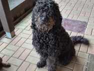 Goldendoodle - Mestlin