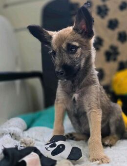 ORION-kleiner Kerl mit großem Charakter - Nettetal