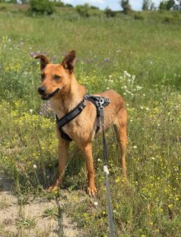 Ines muß aus Rumänien raus - Blankenheim (Nordrhein-Westfalen)