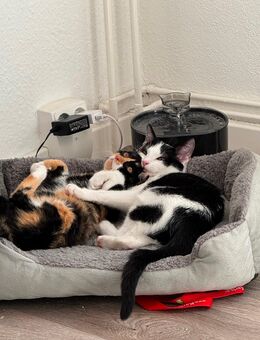 Zwei Kitten suchen gemeinsam ein liebevolles Zuhause - Luckenwalde