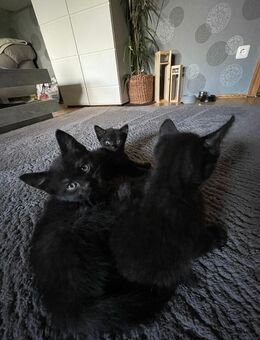 Siam Mix Kitten - Tecklenburg