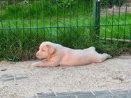 Labrador-Welpen, reinrassig in Silber und Champagner - Großharrie