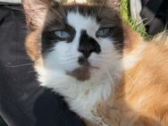 Junge Ragdoll-Katze „Mina“ sucht liebevolles, sicheres Zuhause - Dieburg