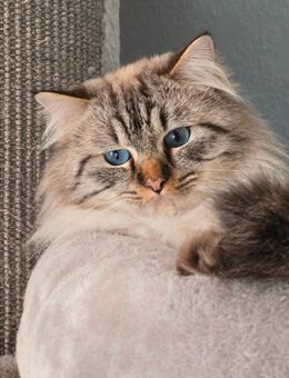 Traumhafter Kater sucht Neues Zuhause - Leverkusen
