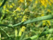 Gewürz- Fenchel (Foeniculum vulgare) - Horgenzell