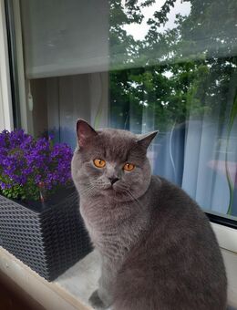 BKH Kater blue (junge Deckkater) wartet dringend auf einen Damenbesuch, geimpft, hat BLUTGRUPPE A. Nicht verkauft - Bremerhaven