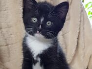 Bezaubernde liebevolle Rasse-Mix-Kätzchen kitten Katzenkinder abzugeben - Kitzingen