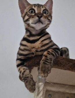 Reinrassige Bengal Kätzchen mit definierte Rosetten und Glänzendesl Fell : 4 Monate alt - 850 € - Karlsruhe