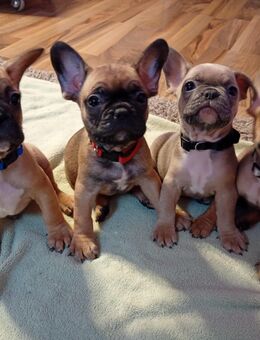 Französische Bulldoggen Welpen - Geringswalde