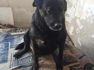 Mick; Senior mit Pechsträhne - Geilenkirchen