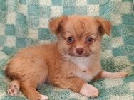 Wunderschöne Langhaar Chihuahua Rüden! - Gladbeck