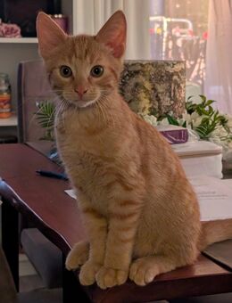 Süßer roter Kater , kastriert,8 Monate alt - Gelsenkirchen Buer