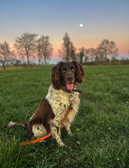 Kleiner Münsterländer (9 Jahre) sucht liebevolles Zuhause - Wittmund