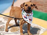 Neugieriege & freundliche Frida sucht - Berlin