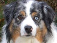 Rufo - Australian Shepherd - 5 Jahre - Tierhilfe Franken e.V. - Lauf (Pegnitz) Zentrum