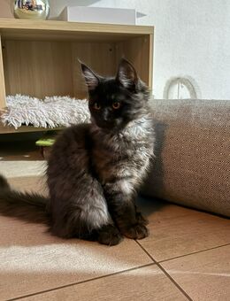 1 Zuckersüsser Maine Coon Bub - Aindling