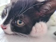 Mutter Katze mit Baby 12 Wochen abzugeben - Düren