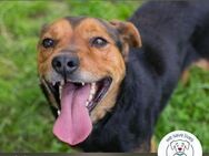 Chip 231320: Sucht ein Zuhause - Kirchzell