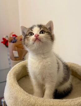 🐾 Liebevolle BKH-Mix Kitten suchen ein Zuhause (Abgabe ab 15.12.) 🐾 - Erding Zentrum