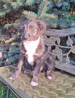 Seelenhündin Maya sucht ein Zuhause - Muldestausee