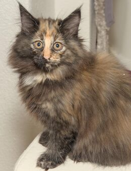 Norwegische Waldkatze Kitten Joy mit Papieren - Chemnitz