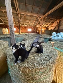 Vier süße Katzenbabys in liebevolle Hände abzugeben - Osterholz-Scharmbeck