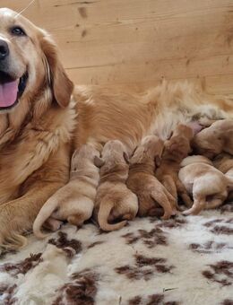Wunderschönen Golden Retriever Welpen - Wallerfangen