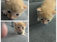 Kitten suchen neue Zuhause - Weißenfels