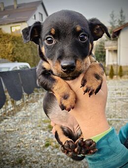 Zara sucht ihr Für-Immer-Zuhause - Spenge