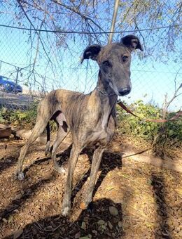 Rufo - Geilenkirchen