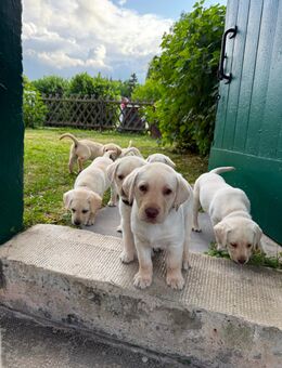 💛 Labrador Welpen in liebevolle Hände abzugeben 🤍 - Großengottern