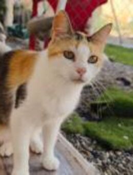 Runa; wunderschöner Schmetterling - Geilenkirchen