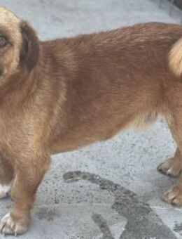 BRUMII - 35 cm und voller Liebe - Weilheim (Oberbayern)