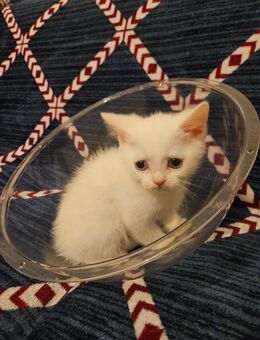 Bkh Kitten - Solingen (Klingenstadt)