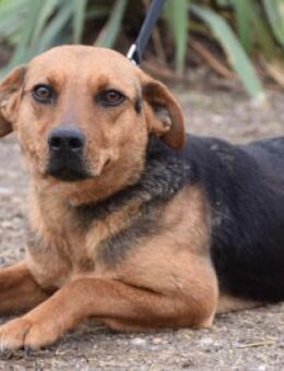 Georgina - freundlich & verschmust - Lohmar