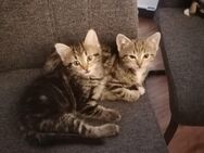 Zwei Katzenbabys suchen ein liebevolles Zuhause - Grevenbroich