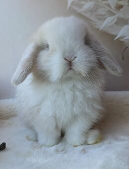 Minilop, Zwergwidder, Kaninchen, Jungtier, Feh Salander, Rammler - Burgstädt