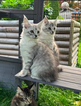 Maine Coon Kitten mit Stammbaum - Malente