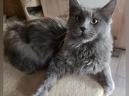 Maine Coon Katze - Osterode (Harz)