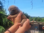 Old English Bulldog mit Ahnentafel Hündin - Fambach