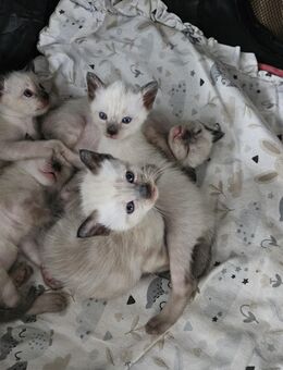 Siam Kitten - Alfeld (Leine)