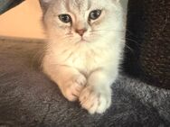 Bkh kitten suchen liebevolles Zuhause - Crailsheim Zentrum