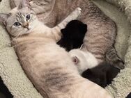 Babykatzen zuverkaufen - Stuttgart