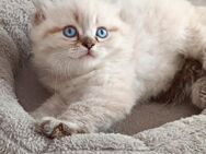 Maine Coon / Perser Mix Kitten, Katzenbabys, Babykatzen, Katzenkinder, cats - Berlin Steglitz-Zehlendorf