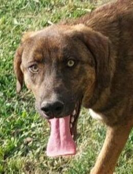 Manos - ausgeglichen und freundlich - Mettmann