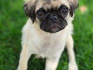Mops Welpen Mopswelpen - Beckingen