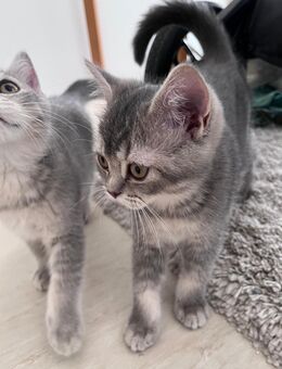 Süße Bkh kitten suchen zu Hause - Köln